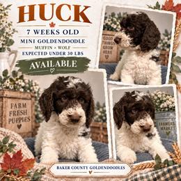 Huck - Parti male Goldendoodle puppy in Macclenny, Florida from Baker County Goldendoodles