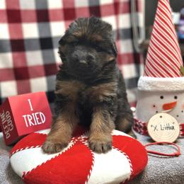 Xion - Red - Black and red male German Shepherd puppy in Iola, Wisconsin from DeFelice's German Shepherds