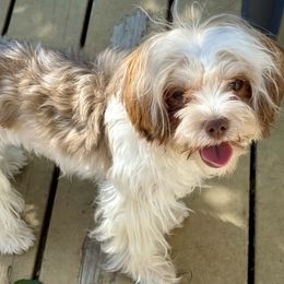 Mia - Morkie