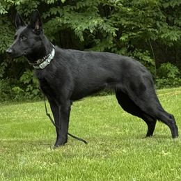 Athena - German Shepherd