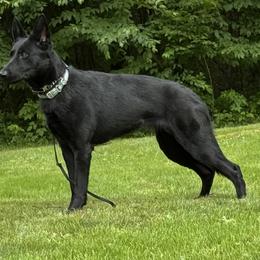 Athena - German Shepherd