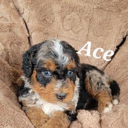Australian Mountain Doodle, Bernedoodle, and Cavapoo Puppies from Cedar Wood Farms