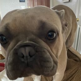 French Bulldogs from Piere Pups