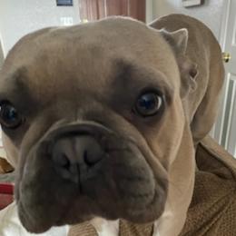 French Bulldogs from Piere Pups