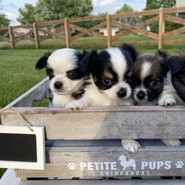 "6 weeks" Chihuahua Puppies from Petite Pups