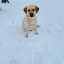 Labrador Retrievers from Revelation Labradors