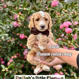 Lava - Apricot male Goldendoodle puppy in Orangevale, California from Ugly Dad Doodles