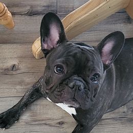 Harper - French Bulldog