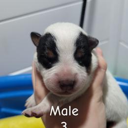 Atlas - Blue male Australian Cattle Dog puppy in Colbert, Oklahoma from LoveAHeeler