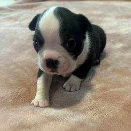 Nellie Jade Girl 6 - Black and white female Boston Terrier puppy in Brookville, Ohio from Best Friend Bostons