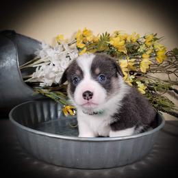 German Shepherd and Pembroke Welsh Corgi Puppies from J&R Shepherds & Corgis