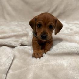 Flo - Red female Dachshund puppy in Aubrey, Texas from Mims Mini Dachshunds