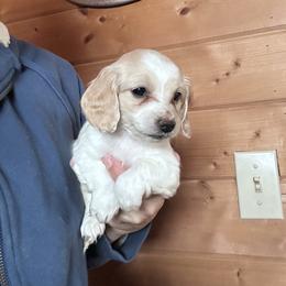 Lily - Piebald female Dachshund puppy in Cheyenne, Wyoming from Great Basin Hounds