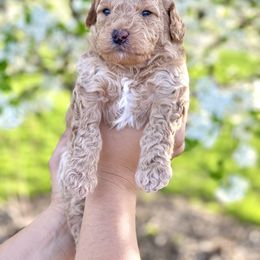 Goldendoodle Puppies from Ohio Mini Goldendoodles for Sale