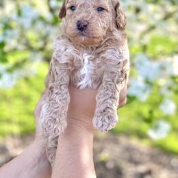 Goldendoodle Puppies from Ohio Mini Goldendoodles for Sale