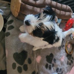 Biewer Terrier Puppies from Hearts n Paws
