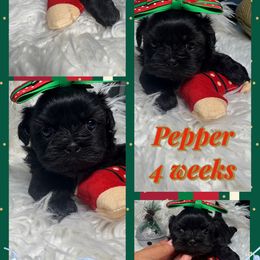 Pepper - Black and white female Shih Tzu puppy in Coolidge, Arizona from Shih Tzu’s  ‘N’ Love