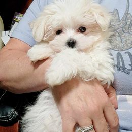 Maltese, Maltipoo, and Poodle Puppies from C&Js Tiny Toys