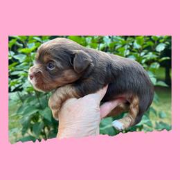 AKC Luna - Chocolate and tan female Yorkshire Terrier puppy in Bonney Lake, Washington from Enchanted Yorkies