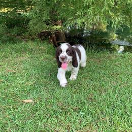 Boy 4 - Liver and white male English Springer Spaniel puppy in Tabor City, North Carolina from Big Bay Kennels LLC