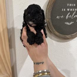 Poodle Puppies from Avcpoodles