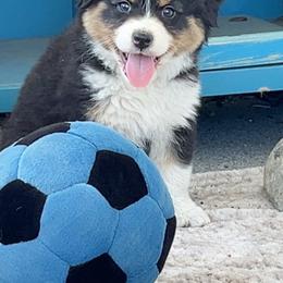 Mojito - Black tri-color male Australian Shepherd puppy in Kearney, Nebraska from Helix Aussies
