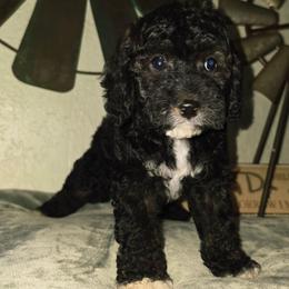 Olaf - Black and white male Cockapoo puppy in Indiahoma, Oklahoma from Phamily Doodles