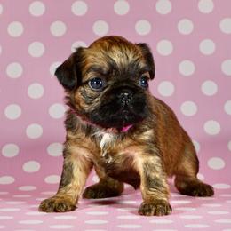 Pink Collar Girl - Red female Brussels Griffon puppy in Florida from Robin’s Griffons