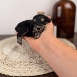 Blue - Tri-color male Bernedoodle puppy in Sweetwater, Florida from Sandy Snout Doodles
