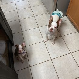 Boston Terrier Puppies from The Terriers Place