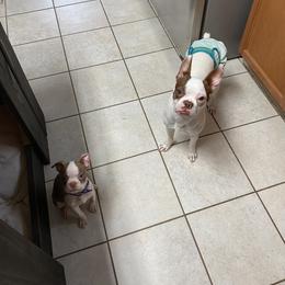 Boston Terrier Puppies from The Terriers Place