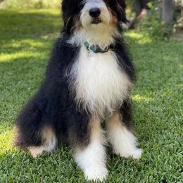 Petunia - Bernedoodle