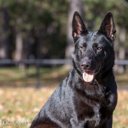 Spell  - German Shepherd