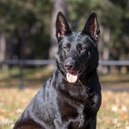 Spell  - German Shepherd