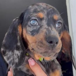 Cookie - Dapple female Dachshund puppy in Bakersfield, California from KC Doxies