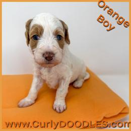 Orange Boy - Parti male Goldendoodle puppy in Taneytown, Maryland from Curlydoodles