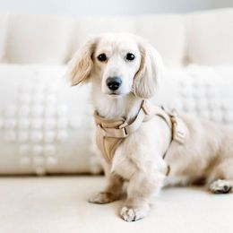 Margot - Dachshund