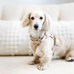 Margot - Dachshund