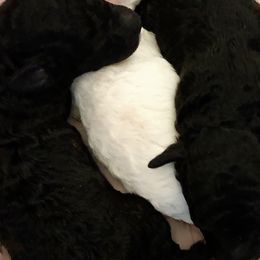 Poodles from Tuts Pups Cafe