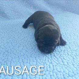 Sausage (Brown Collar) - Black male Labrador Retriever puppy in Prince George, Virginia from Kingdom Kenelz Labradors