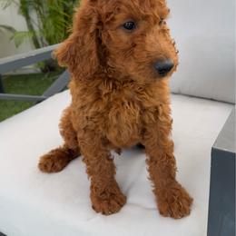 AKC Milly - Red  female Poodle puppy in Cape Coral, Florida from Ruby the poodle