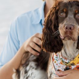 English Springer Spaniels from Lakeview springers