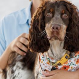 English Springer Spaniels from Lakeview springers