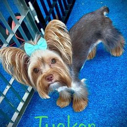 Tucker - Yorkshire Terrier