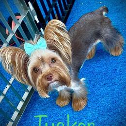 Tucker - Yorkshire Terrier