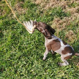 German Shorthaired Pointer Puppies from Blue Kai Kennels
