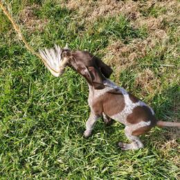 German Shorthaired Pointer Puppies from Blue Kai Kennels
