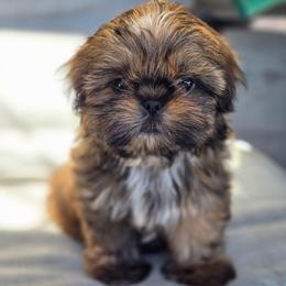 Sally - Brindle female Shih Tzu puppy in Jenks, Oklahoma from Noble Shih Tzu