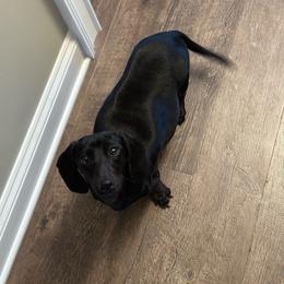 Boss - Dachshund