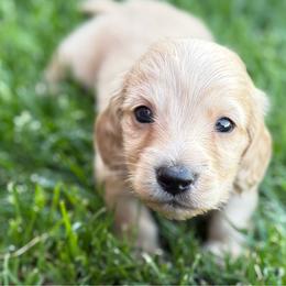 Winston - Cream male Dachshund puppy in Salem, Oregon from Longdox Mini Dachshunds